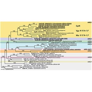細菌の薬剤耐性化の原因となる新たな因子とその発現メカニズムの発見