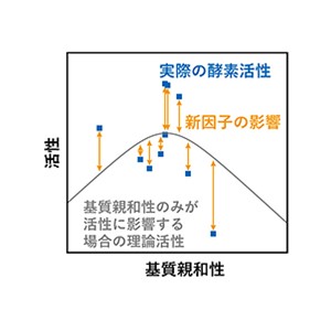 酵素活性を向上させる因子の発見～高性能酵素の開発、酵素多様性の解明に期待～
